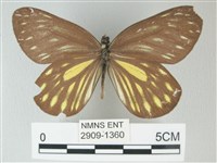 流星絹粉蝶藏品圖，第1張