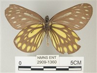 流星絹粉蝶藏品圖，第2張