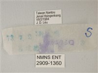 流星絹粉蝶藏品圖，第3張