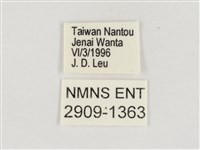 淺色眉眼蝶藏品圖，第3張