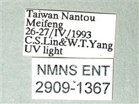荷氏黃蝶藏品圖，第3張