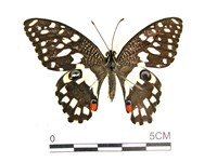 花鳳蝶、無尾鳳蝶藏品圖，第1張