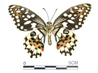 花鳳蝶、無尾鳳蝶藏品圖，第2張