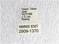 花鳳蝶、無尾鳳蝶藏品圖，第3張