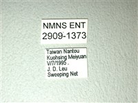 斑鳳蝶藏品圖，第3張
