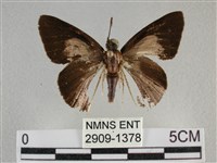 圓翅絨弄蝶藏品圖，第1張