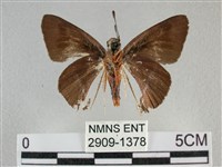 圓翅絨弄蝶藏品圖，第2張