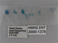 圓翅絨弄蝶藏品圖，第3張