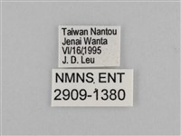 切翅眉眼蝶藏品圖，第3張