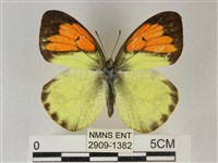 異粉蝶、雌白黃蝶藏品圖，第1張