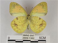 異粉蝶、雌白黃蝶藏品圖，第2張