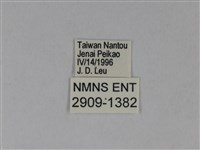 異粉蝶、雌白黃蝶藏品圖，第3張