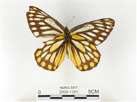 條斑豔粉蝶藏品圖，第2張