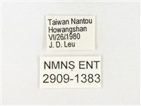 條斑豔粉蝶藏品圖，第3張