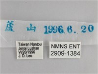 大幽眼蝶藏品圖，第3張