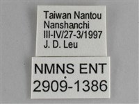 圓翅紫斑蝶藏品圖，第3張