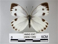 緣點白粉蝶藏品圖，第1張