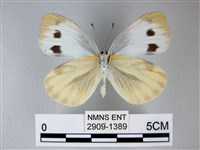 緣點白粉蝶藏品圖，第2張