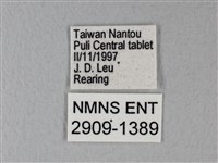 緣點白粉蝶藏品圖，第3張