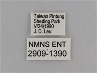 異紋紫斑蝶藏品圖，第3張