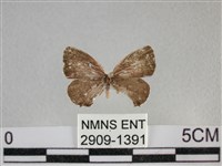 黑星灰蝶藏品圖，第1張