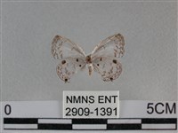 黑星灰蝶藏品圖，第2張