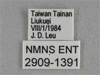 黑星灰蝶藏品圖，第3張