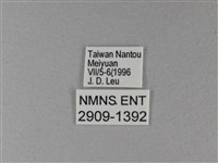 雙色帶蛺蝶藏品圖，第3張