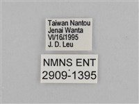 切翅眉眼蝶藏品圖，第3張