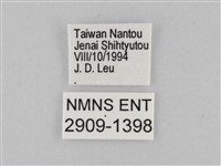 小波眼蝶藏品圖，第3張