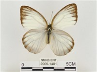 淡褐脈粉蝶藏品圖，第1張