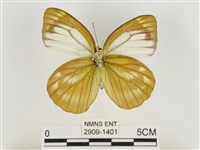 淡褐脈粉蝶藏品圖，第2張