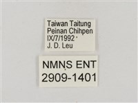 淡褐脈粉蝶藏品圖，第3張