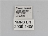 紫帶眉眼蝶藏品圖，第3張