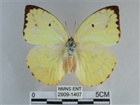 遷粉蝶、淡黃蝶藏品圖，第1張