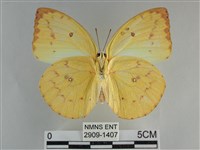 遷粉蝶、淡黃蝶藏品圖，第2張