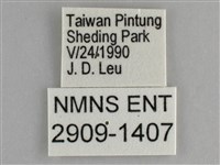 遷粉蝶、淡黃蝶藏品圖，第3張