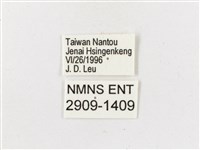 黃斑蔭眼蝶藏品圖，第3張