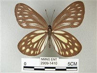 流星絹粉蝶藏品圖，第1張