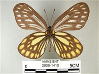 流星絹粉蝶藏品圖，第2張