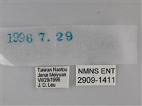 黃紋孔弄蝶藏品圖，第3張