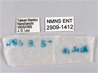 臺灣瑟弄蝶藏品圖，第3張