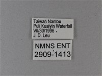 異紋帶蛺蝶藏品圖，第3張