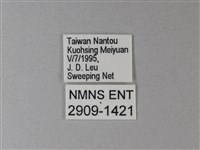 苧麻細蝶藏品圖，第3張