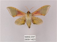 榆綠天蛾藏品圖，第2張