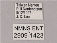 榆綠天蛾藏品圖，第3張