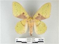 青枯葉蛾藏品圖，第1張