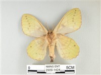 青枯葉蛾藏品圖，第2張