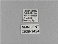 青枯葉蛾藏品圖，第3張