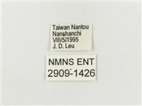 白斑蔭眼蝶藏品圖，第3張